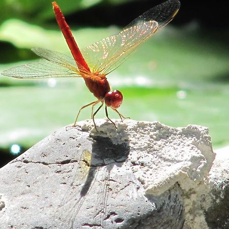 Raintree Lodge Port Moresby Ngoại thất bức ảnh